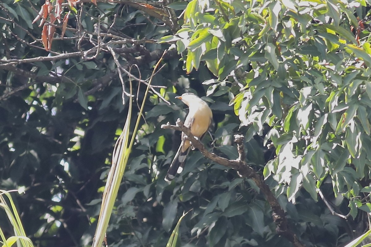 Mangrove Cuckoo - ML617451100