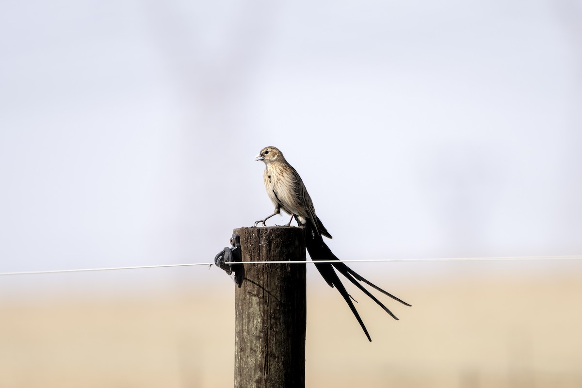 Long-tailed Widowbird - ML617451136