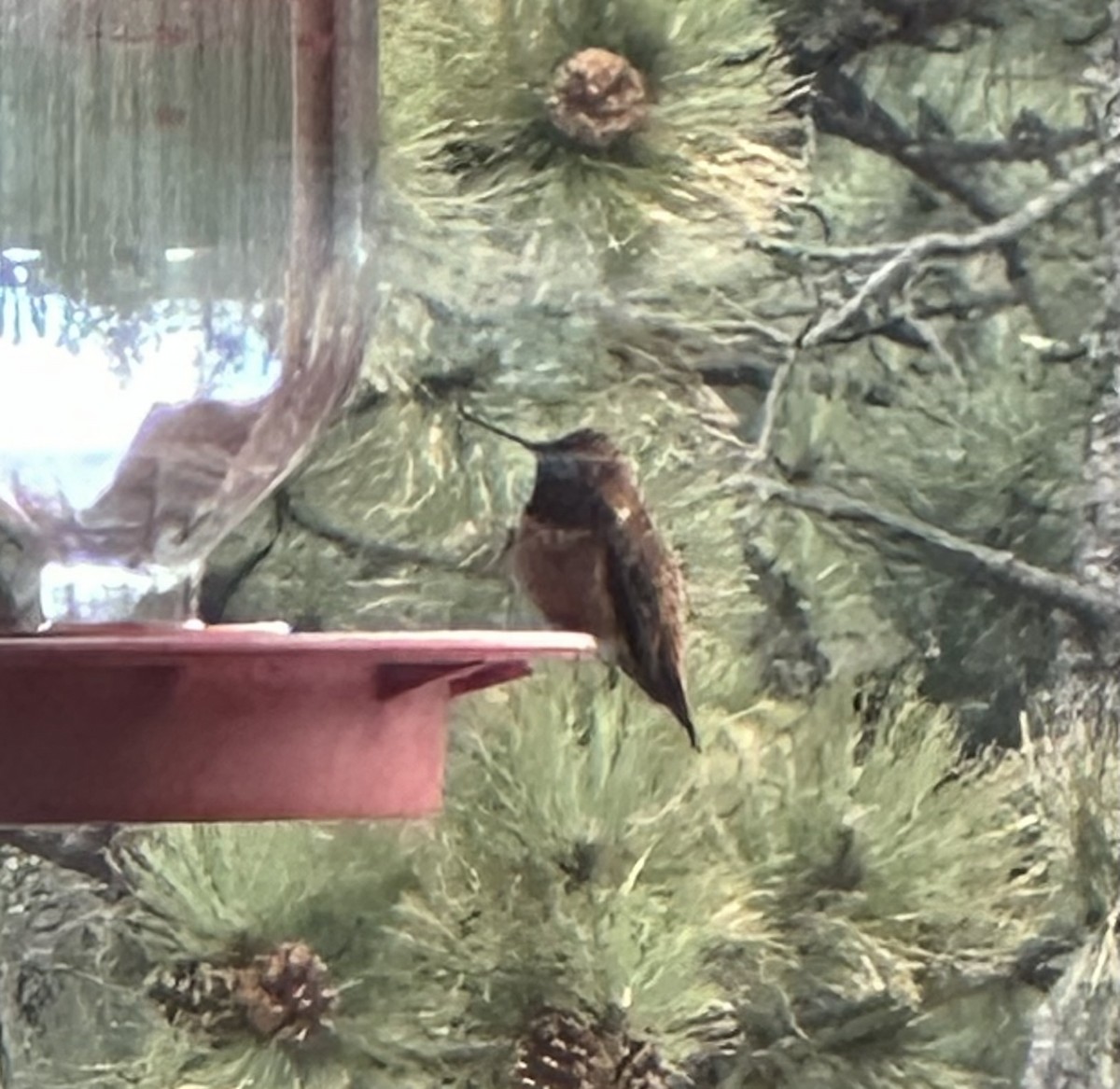 Broad-tailed Hummingbird - ML617451321