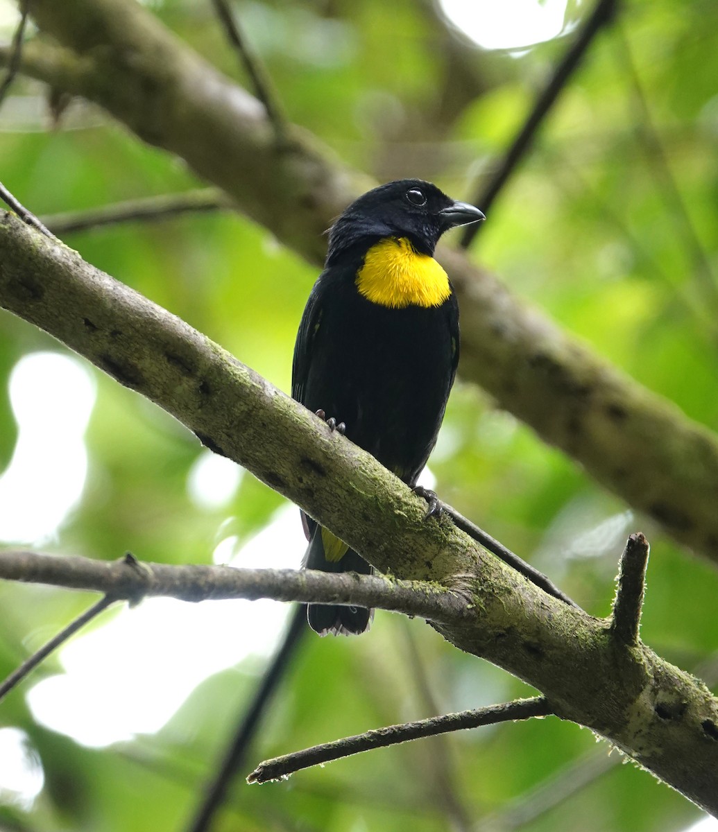 Golden-chested Tanager - ML617451377