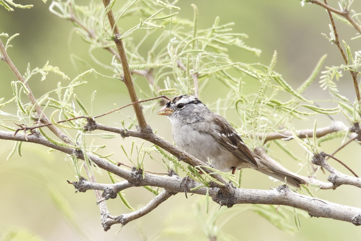 White-crowned Sparrow - Lee Burke