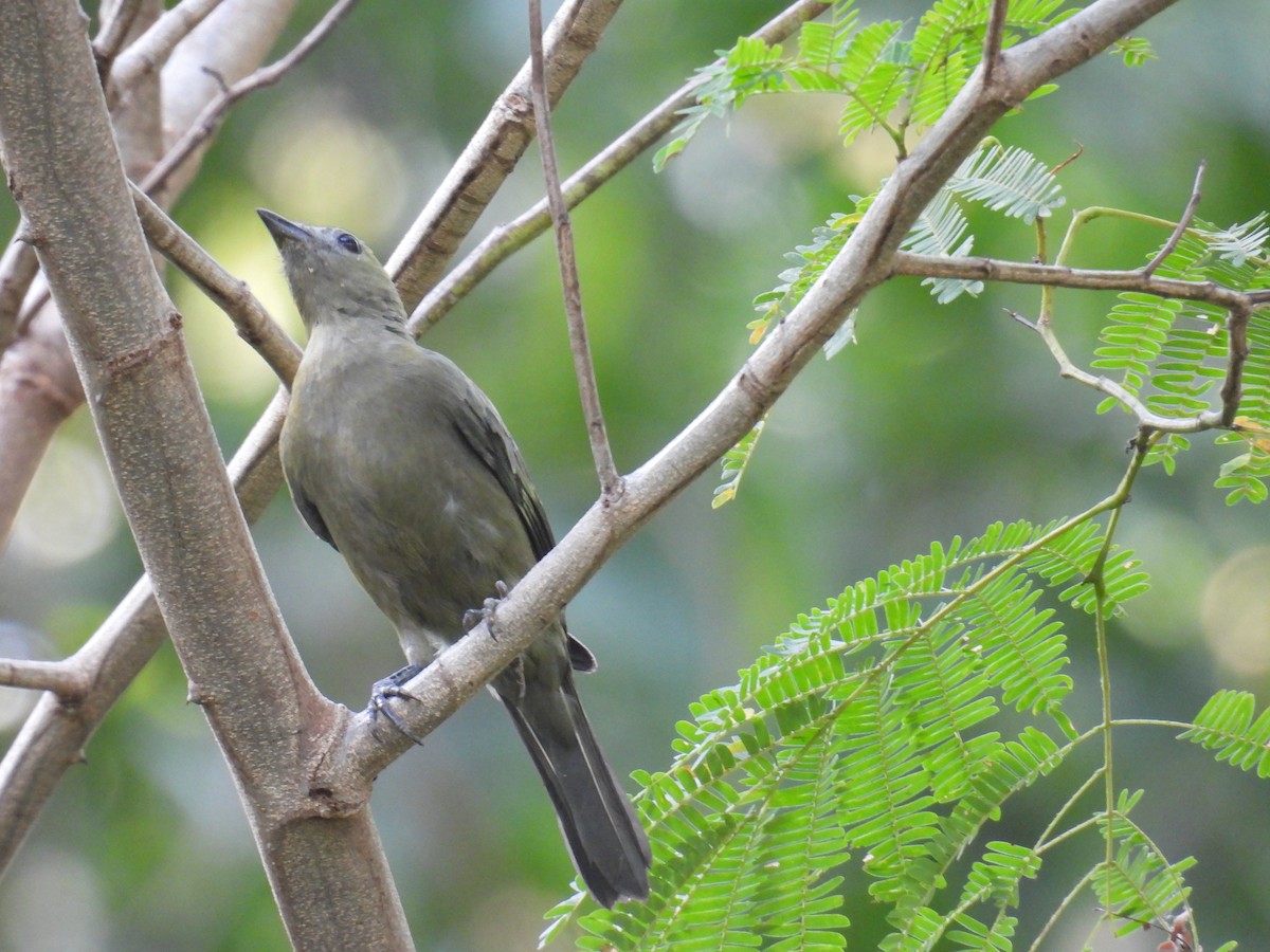 Palm Tanager - ML617451407