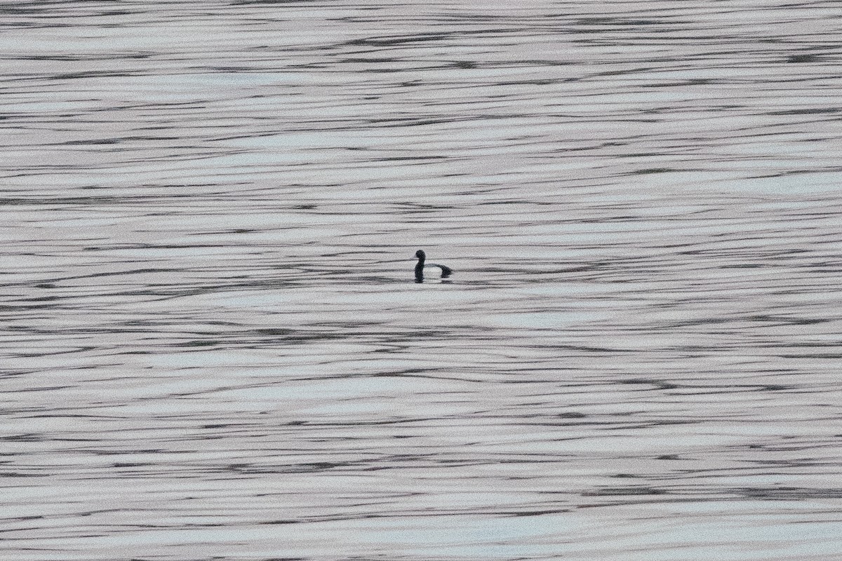 Greater Scaup - ML617451417