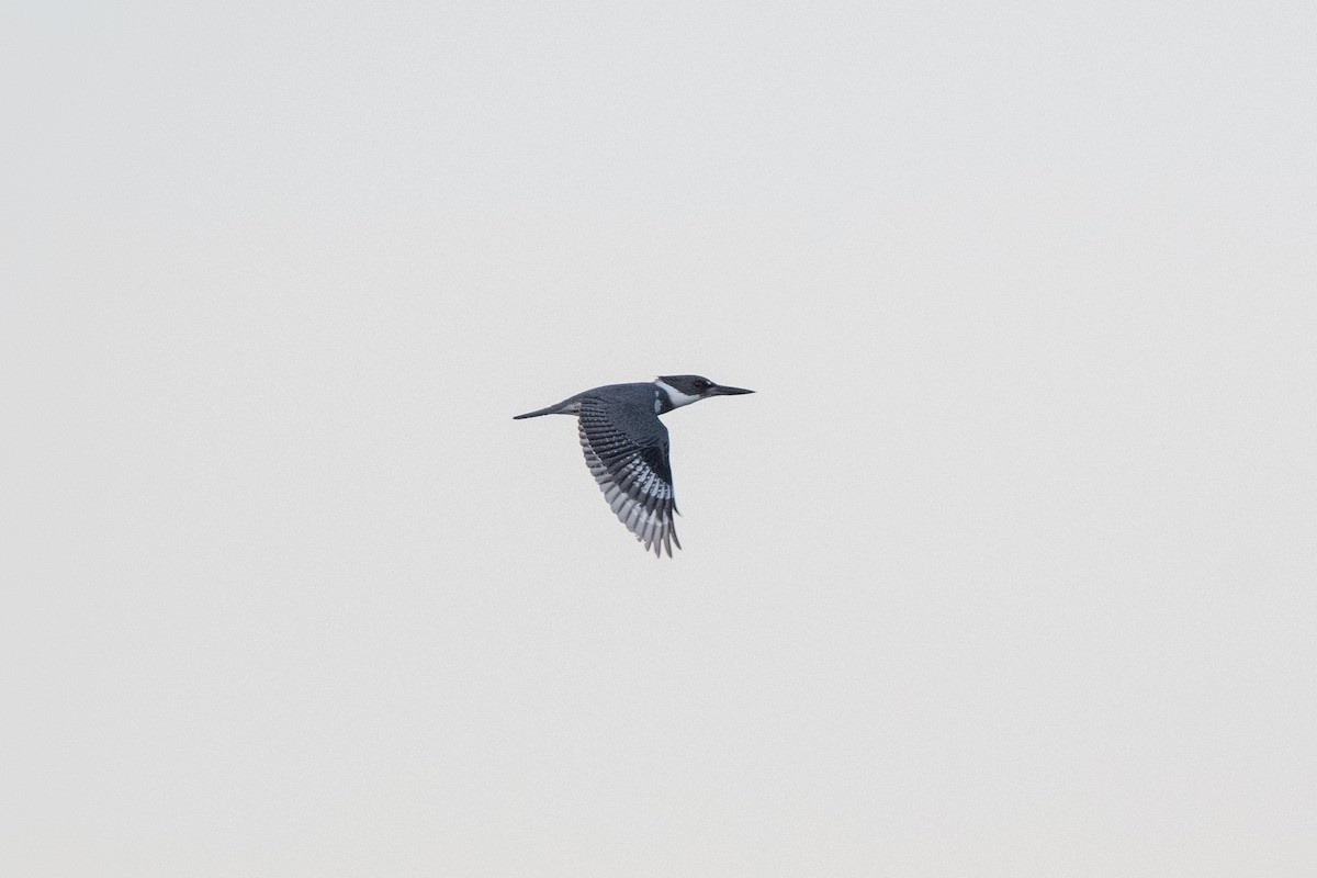 Belted Kingfisher - ML617451439