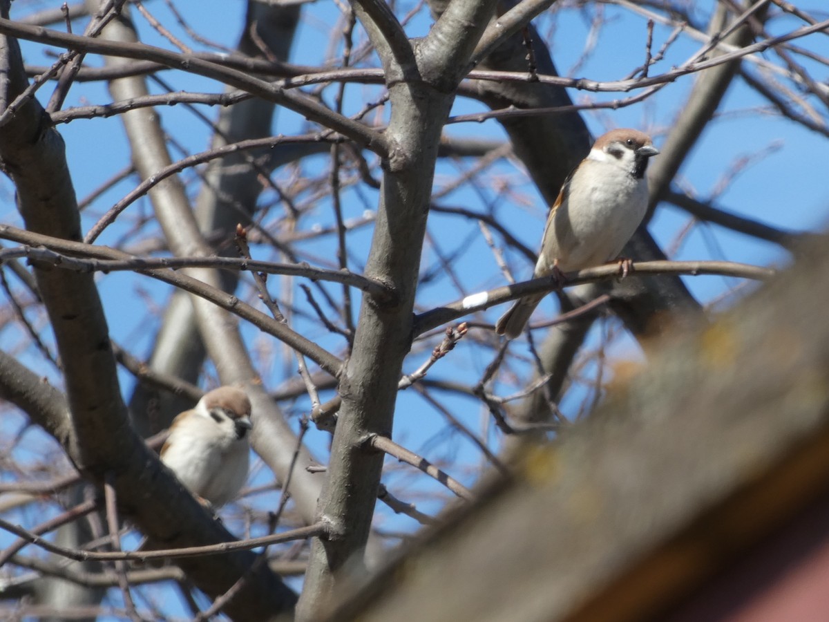 Eurasian Tree Sparrow - ML617451450