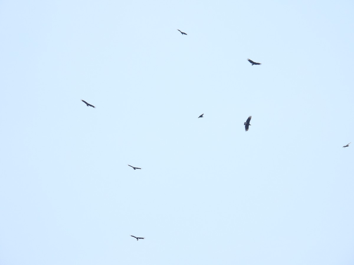 Black Vulture - ML617451452