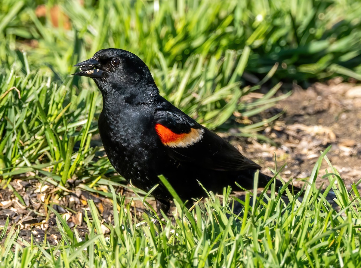 Red-winged Blackbird - Anthony Schmitt