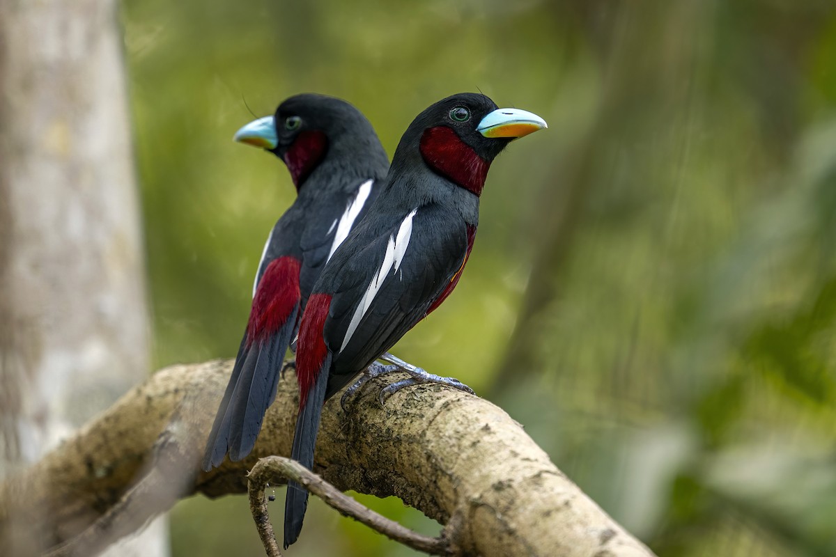 Black-and-red Broadbill (Black-and-red) - Su Li