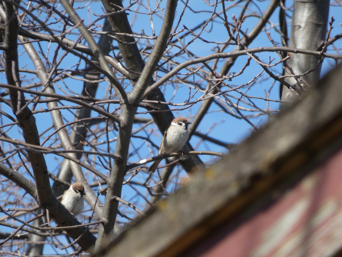 Eurasian Tree Sparrow - ML617451508