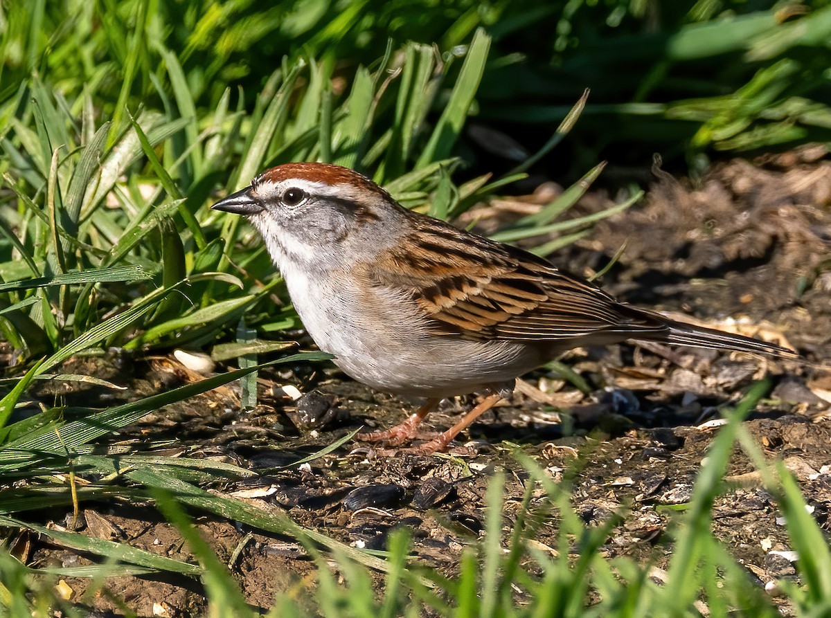 Chipping Sparrow - ML617451576