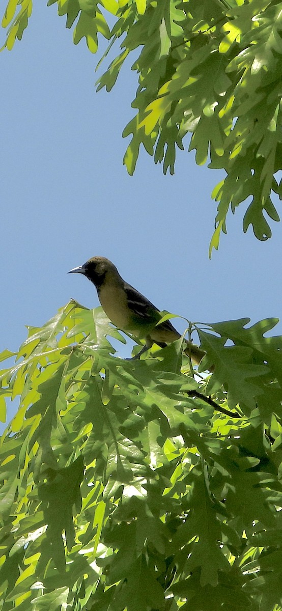 Orchard Oriole - ML617451628