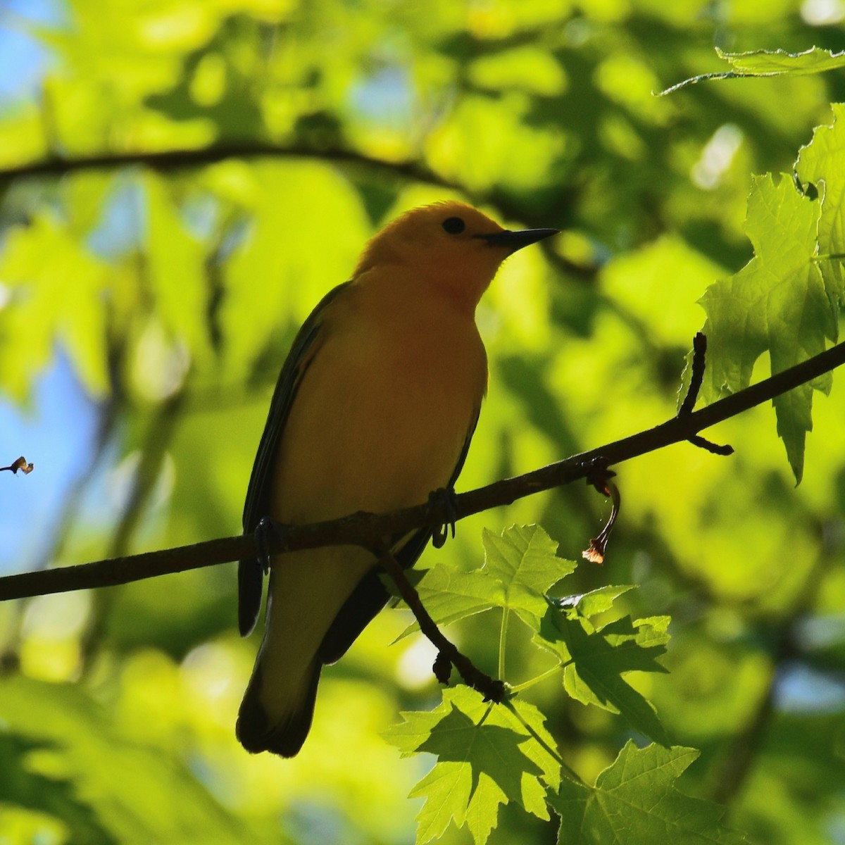 Prothonotary Warbler - Till Dohse