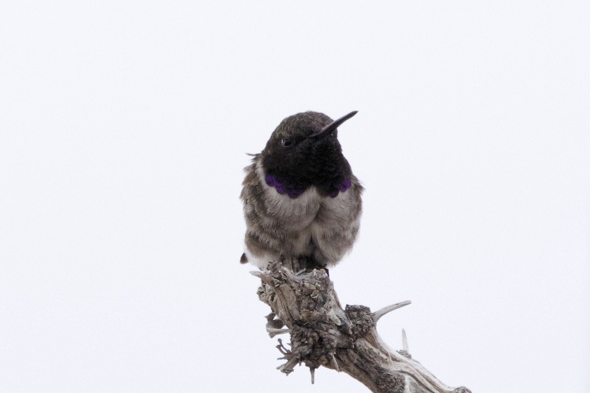 Black-chinned Hummingbird - ML617451639