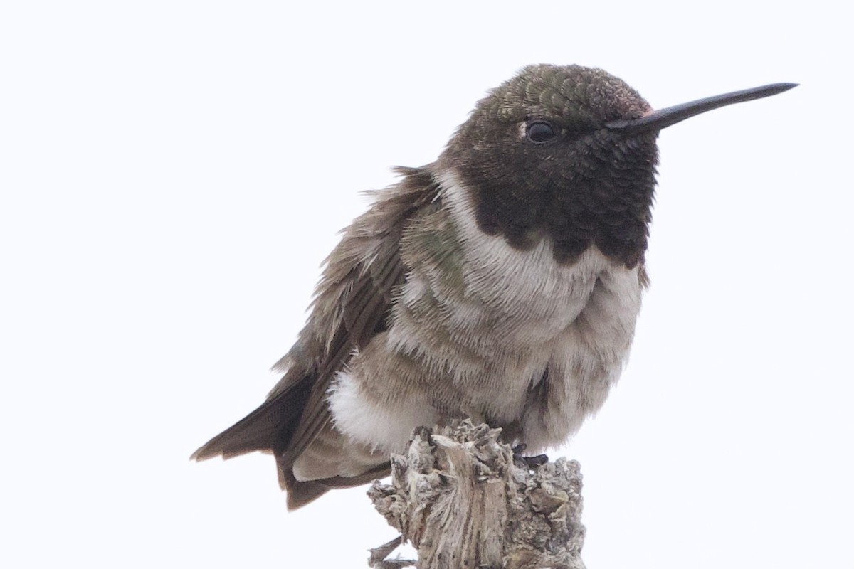Black-chinned Hummingbird - ML617451659