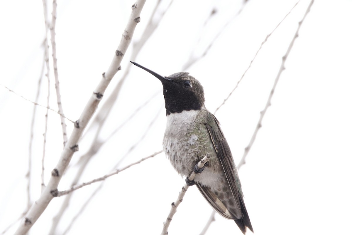 Black-chinned Hummingbird - Lee Burke