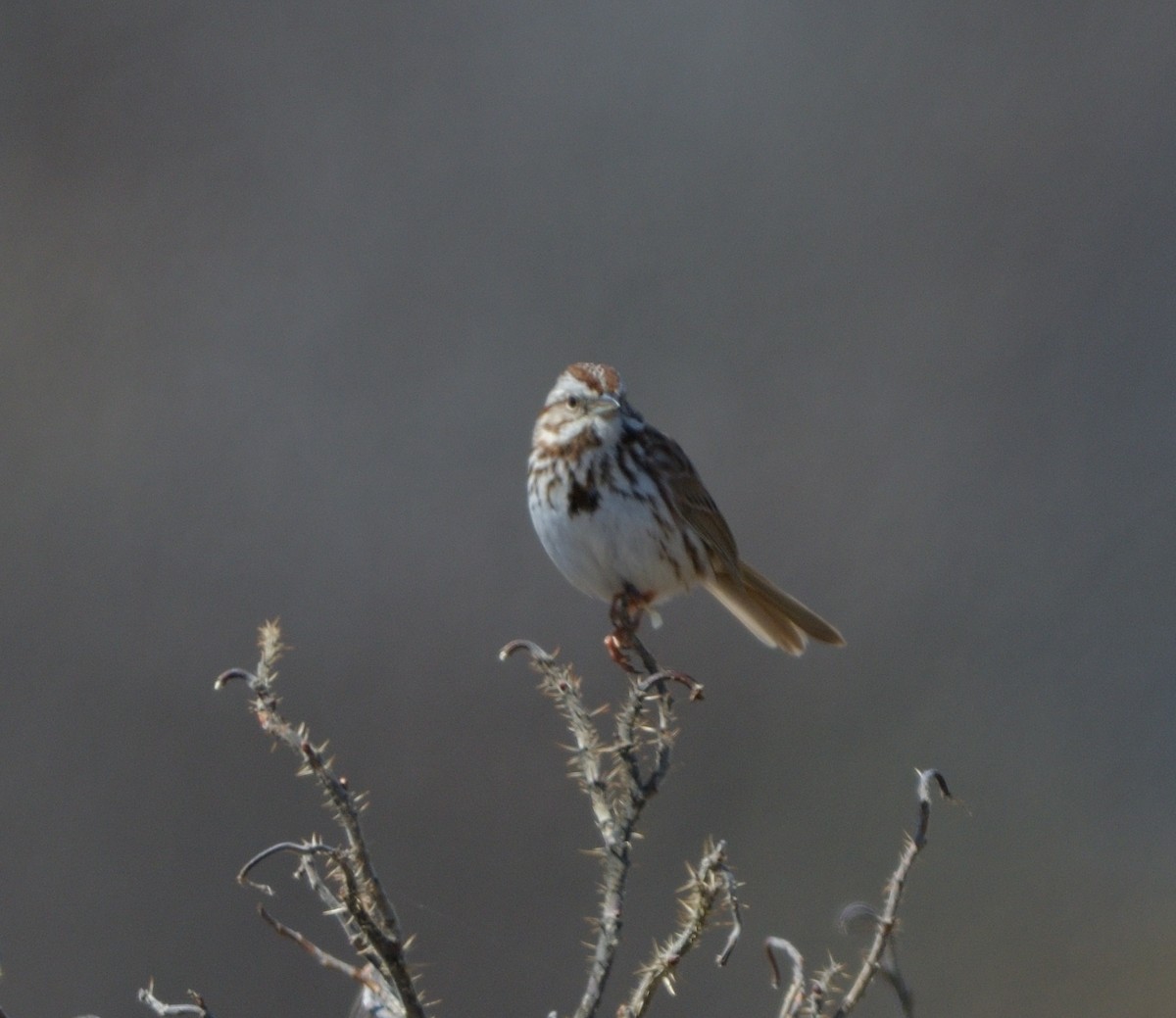 Song Sparrow - Woody Gillies