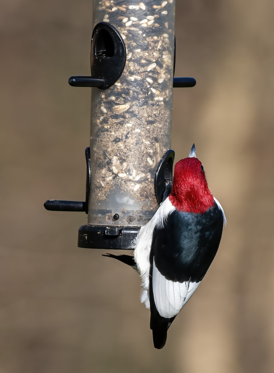 Red-headed Woodpecker - ML617451721