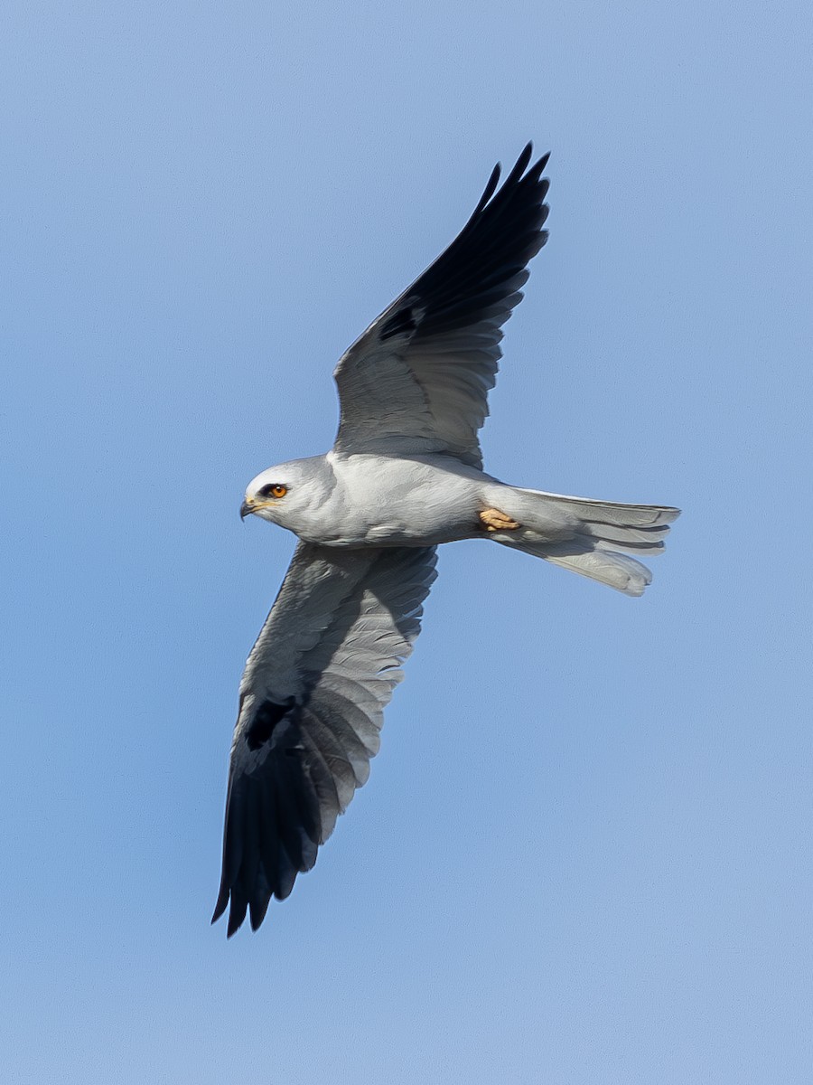 White-tailed Kite - ML617451734