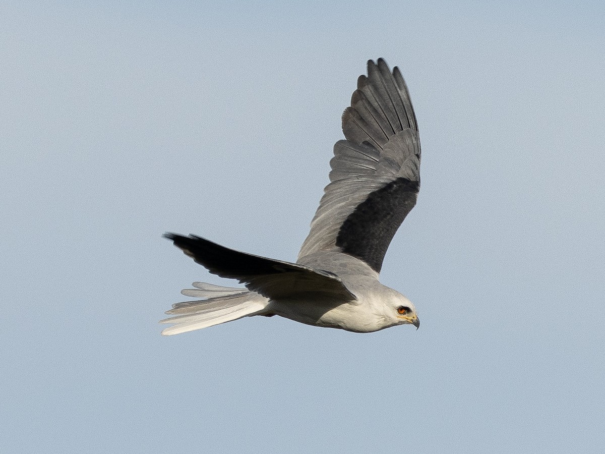 White-tailed Kite - ML617451735