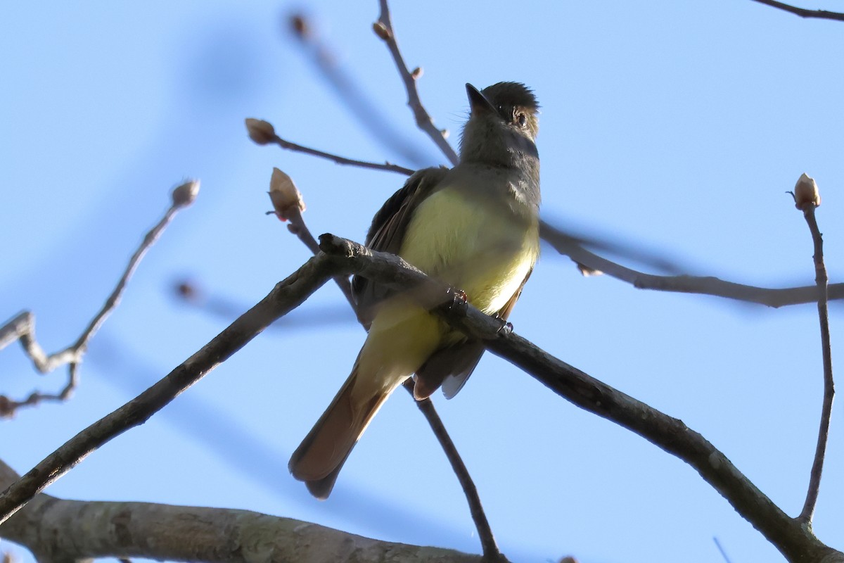 Great Crested Flycatcher - ML617451844