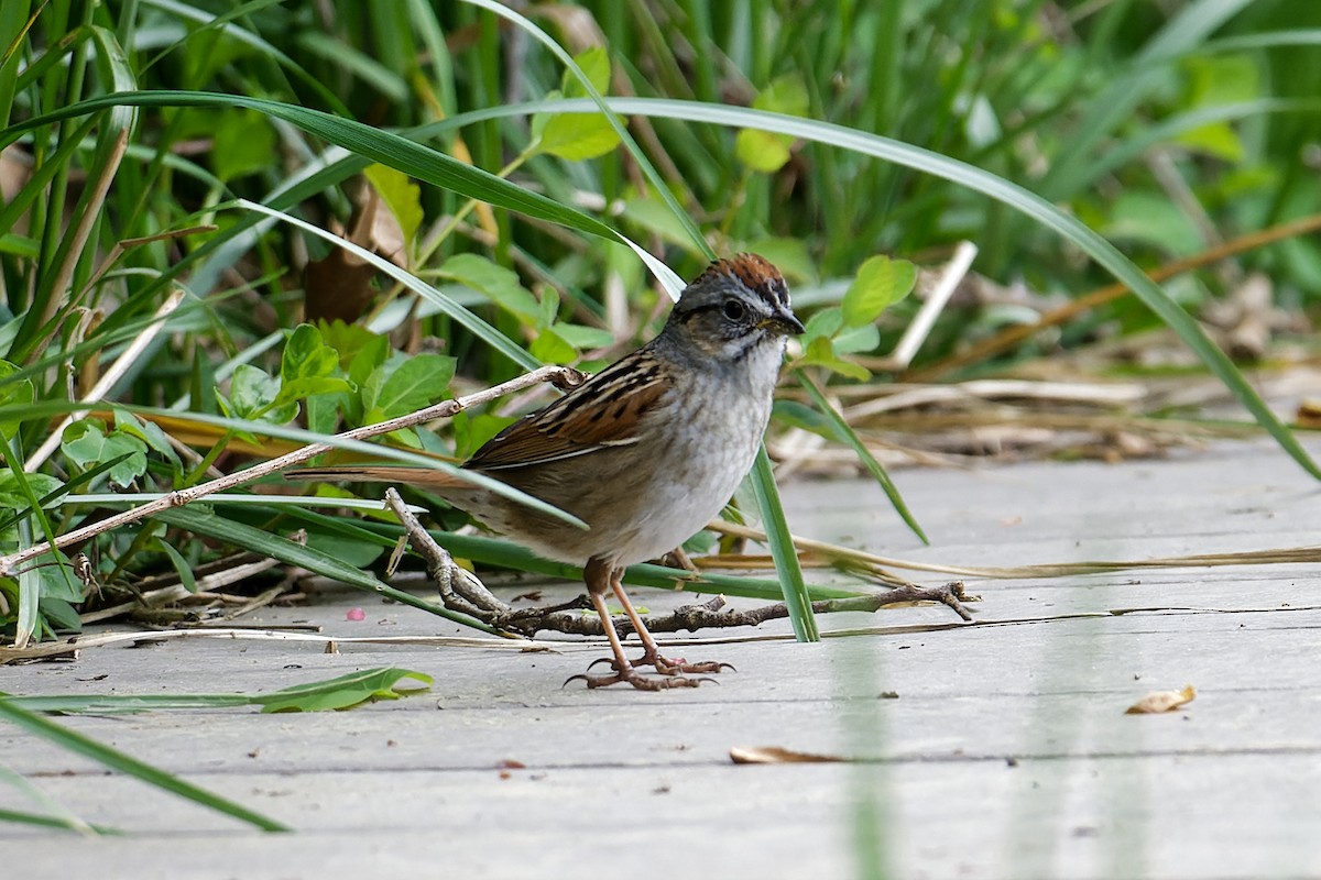 Swamp Sparrow - ML617451856