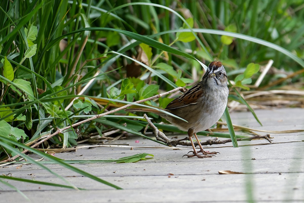 Swamp Sparrow - Karen Voldal