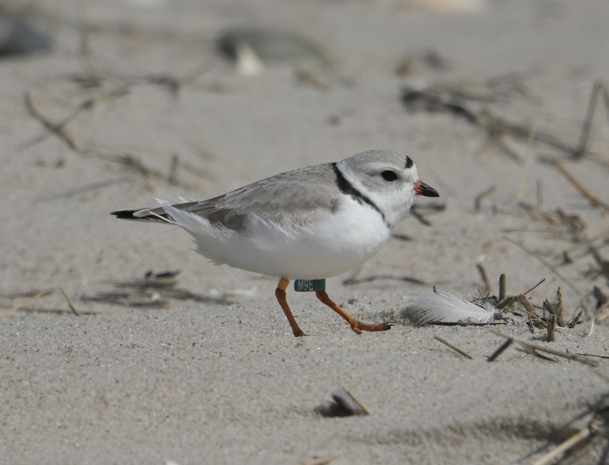 Piping Plover - ML617451874