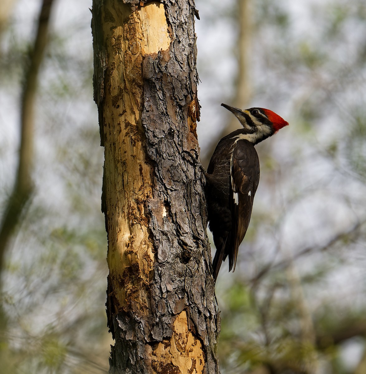 Pileated Woodpecker - ML617451882