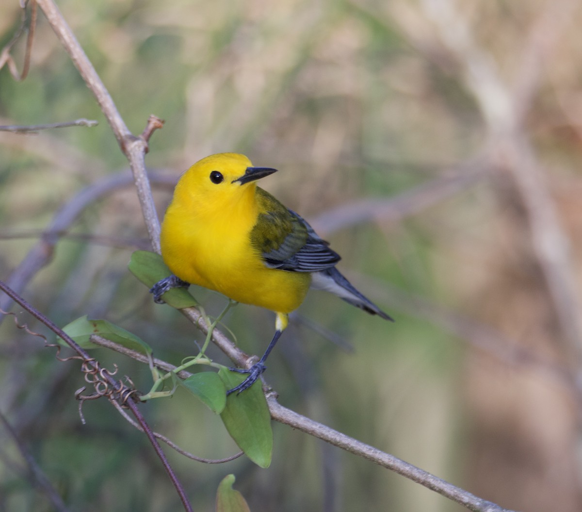 Prothonotary Warbler - Rebecca Tatterson