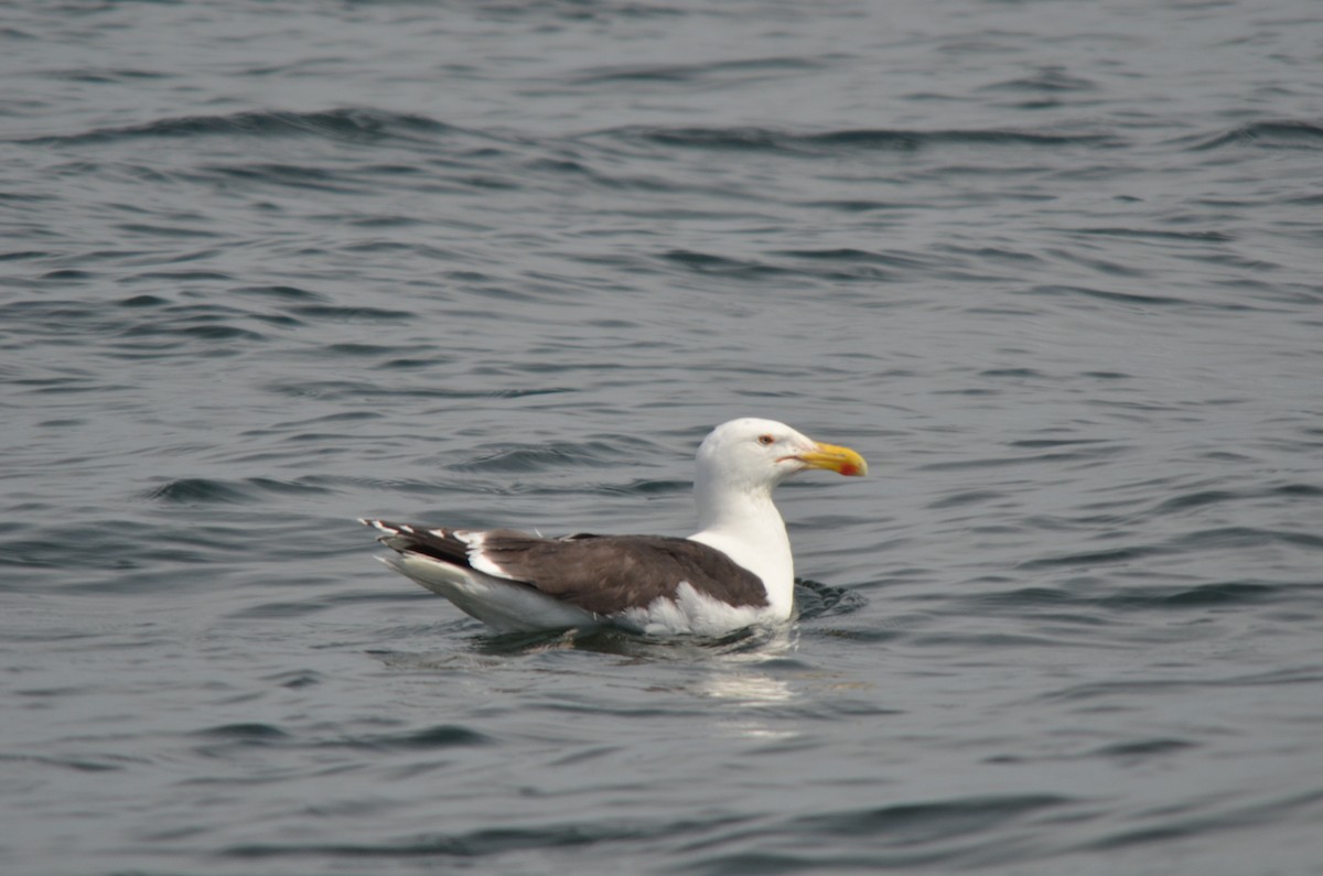 Great Black-backed Gull - Brian Quindlen