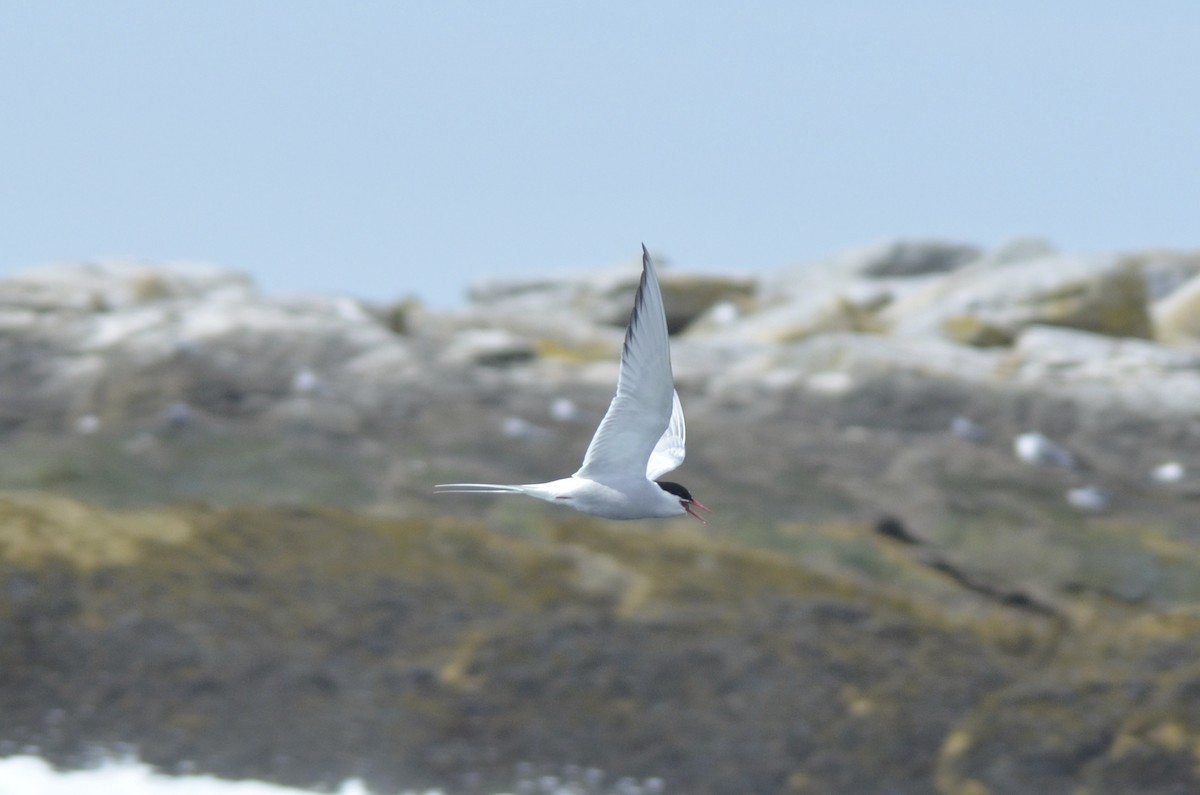 Arctic Tern - Brian Quindlen