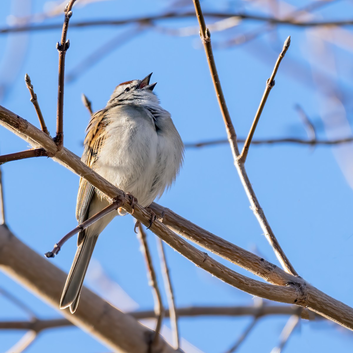 Chipping Sparrow - ML617452005