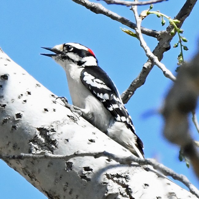 Downy Woodpecker (Eastern) - Denny Granstrand