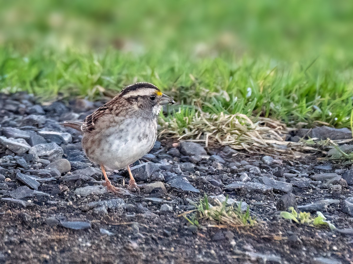 White-throated Sparrow - ML617452023