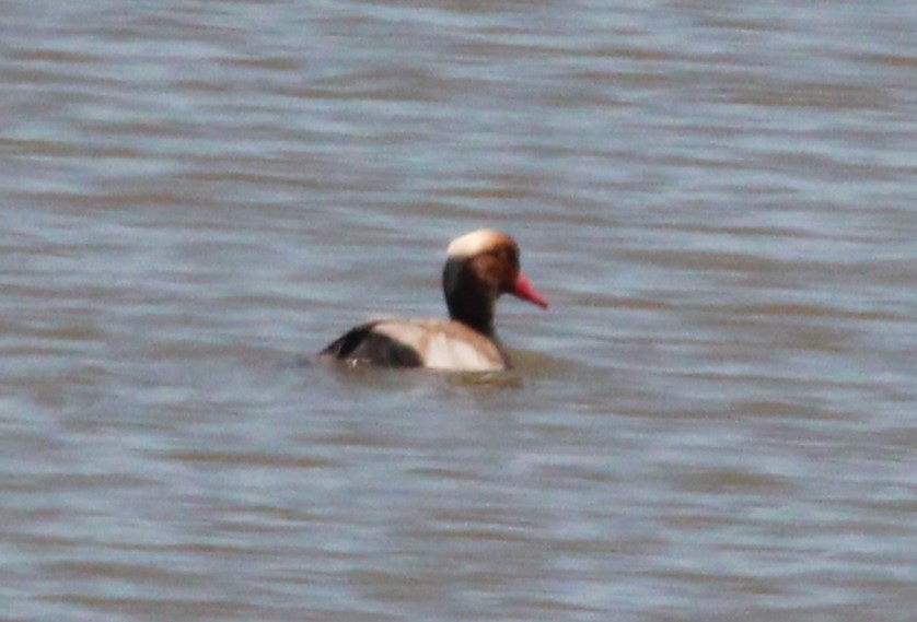 Red-crested Pochard - Stan Cho
