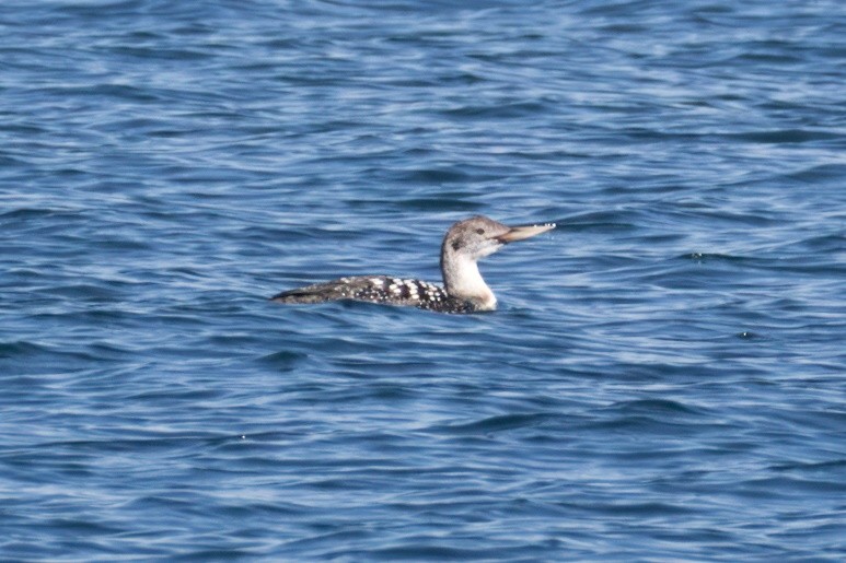 Yellow-billed Loon - Peter Roberts