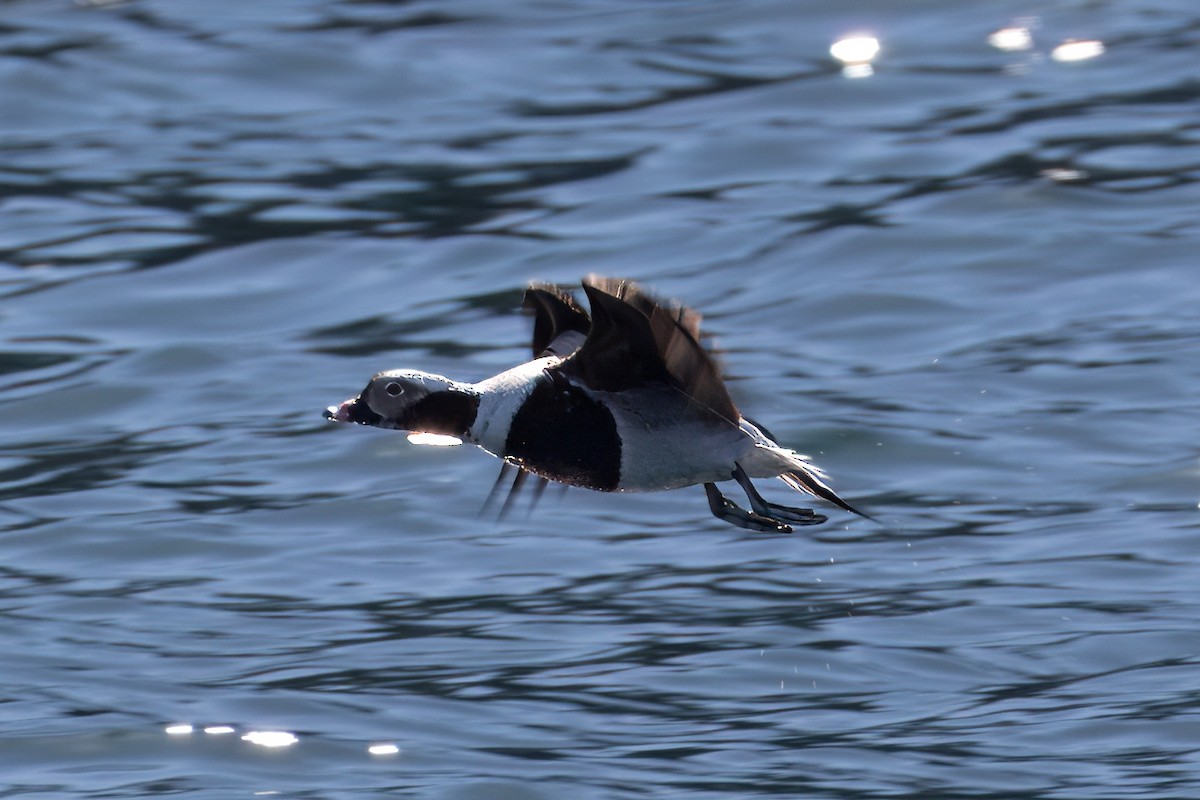 Long-tailed Duck - ML617452167