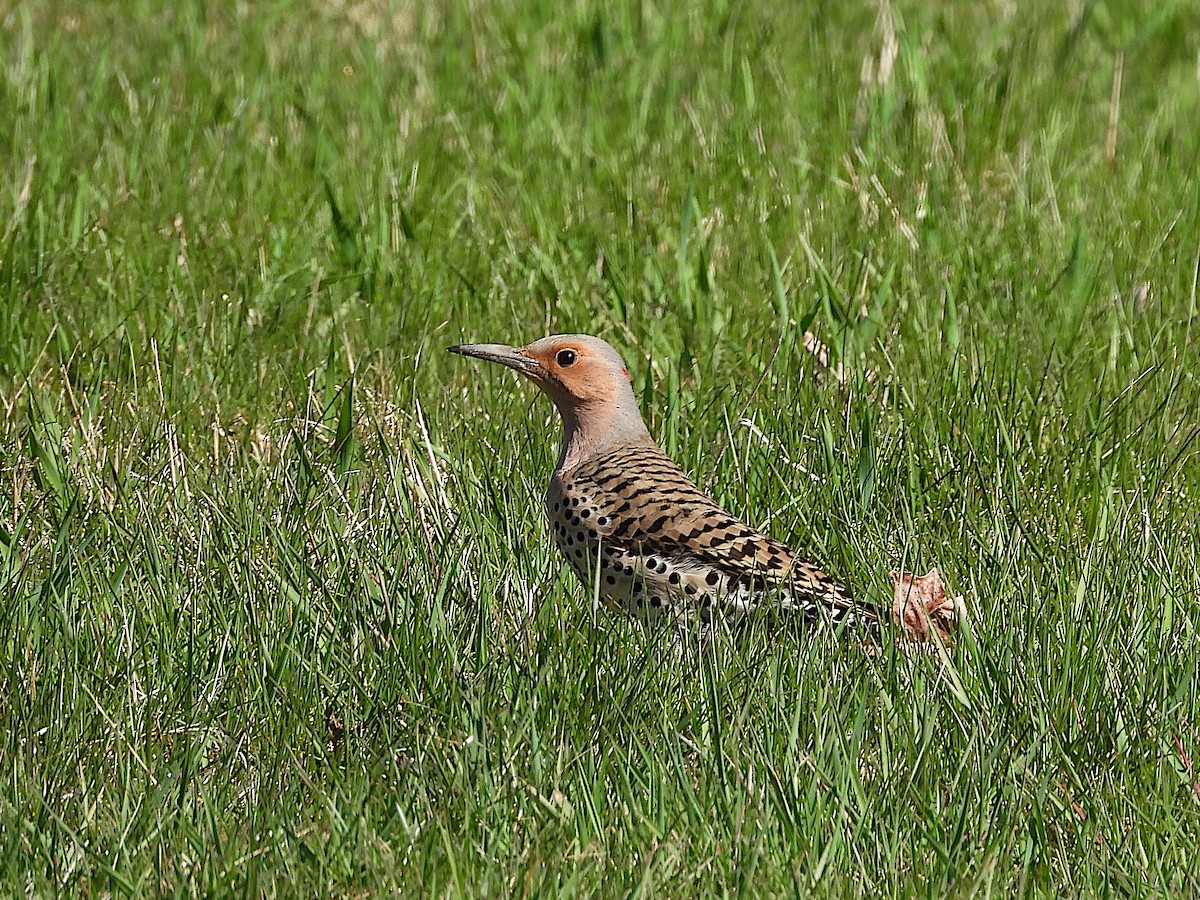 Northern Flicker (Yellow-shafted) - Don Henise