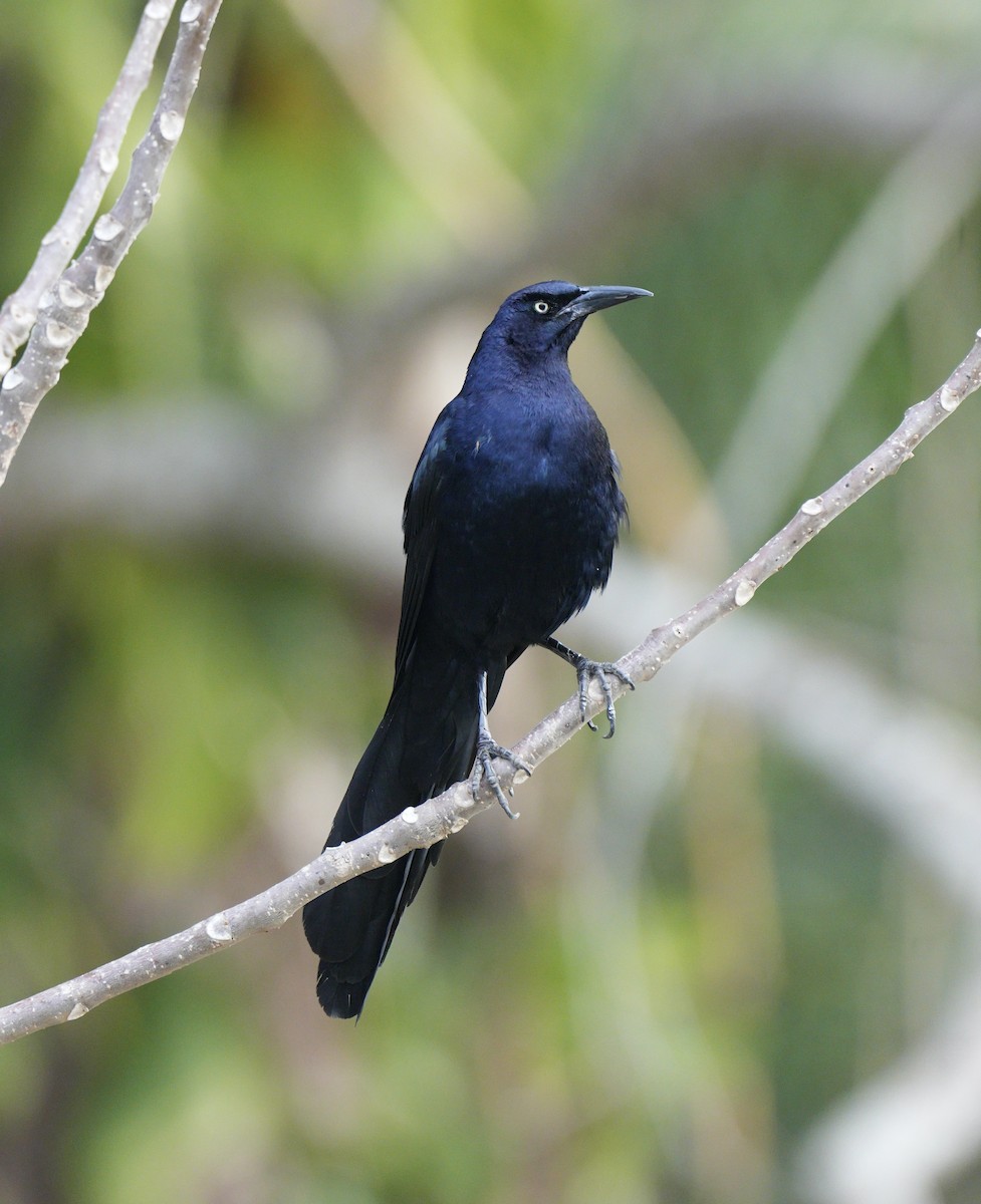 Great-tailed Grackle - ML617452178