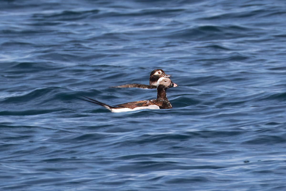 Long-tailed Duck - ML617452186