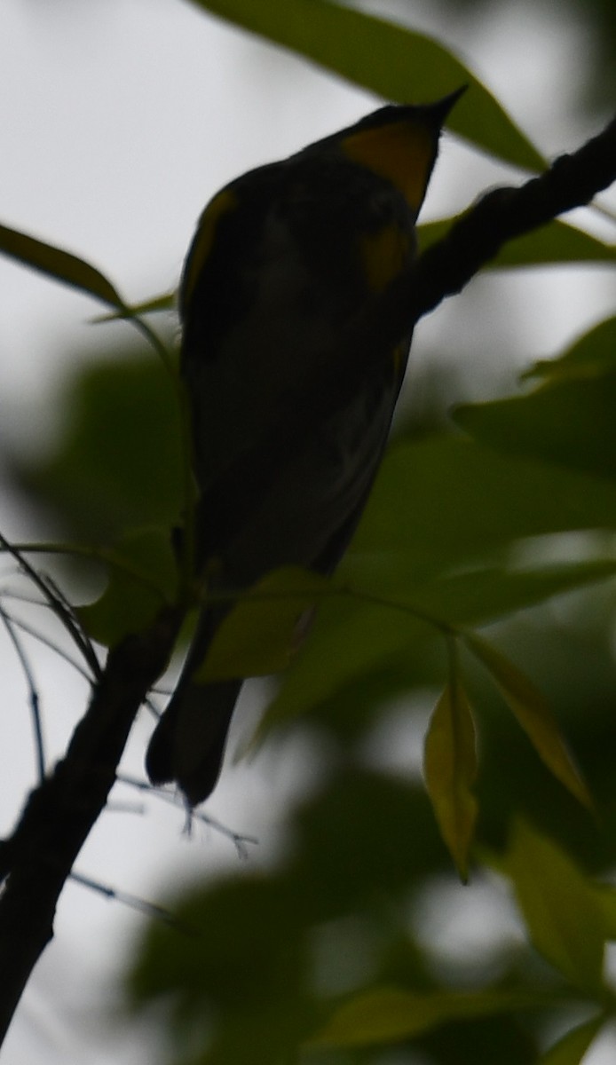 Yellow-rumped Warbler (Audubon's) - ML617452227