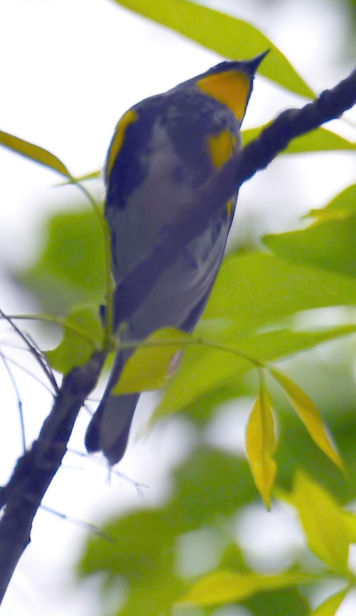 Yellow-rumped Warbler (Audubon's) - ML617452234