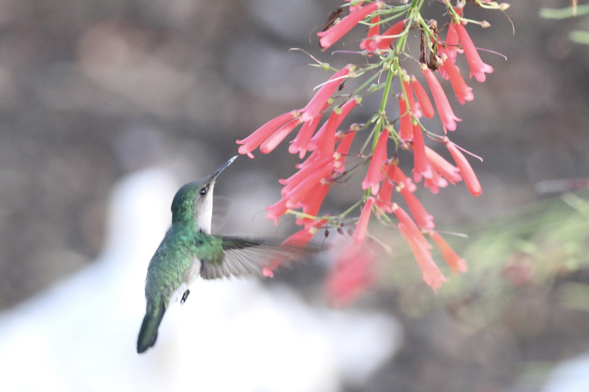 Antillean Crested Hummingbird - Gil Ewing