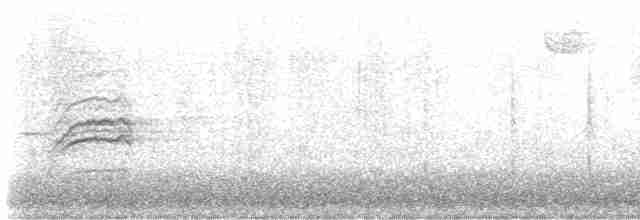 Hermit Thrush (faxoni/crymophilus) - ML617452325