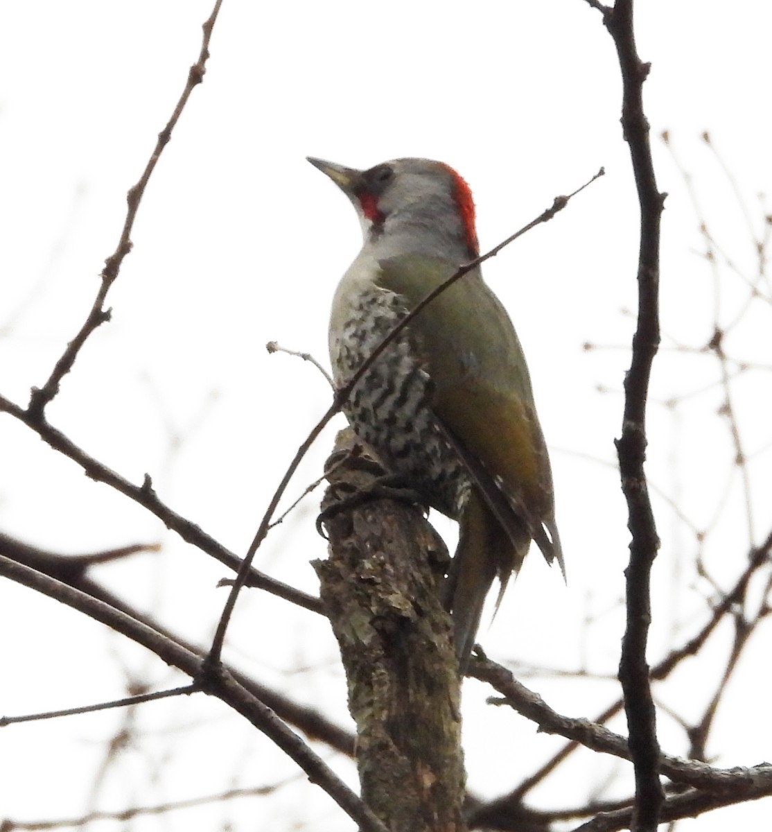 Japanese Woodpecker - ML617452406