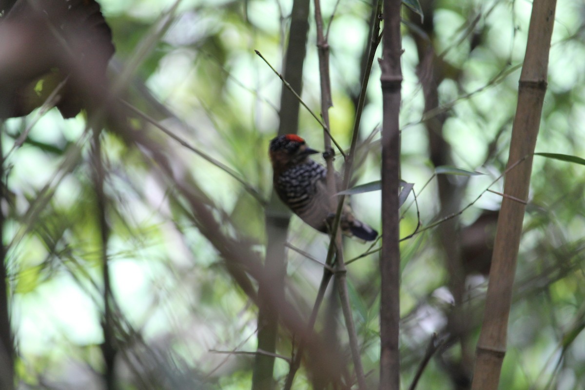 Ochre-collared Piculet - ML617452412