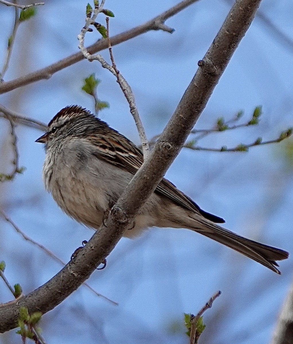 Chipping Sparrow - Raymond Ortiz