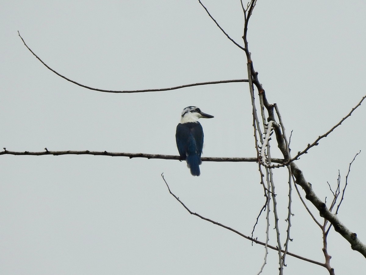 Chattering Kingfisher - ML617452467