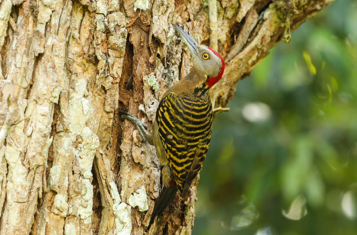 Hispaniolan Woodpecker - ML617452523