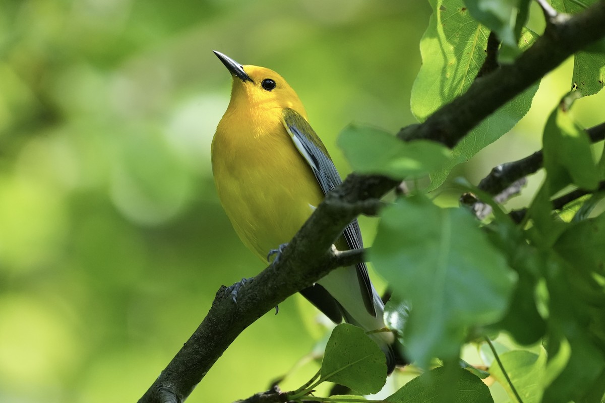 Prothonotary Warbler - ML617452524